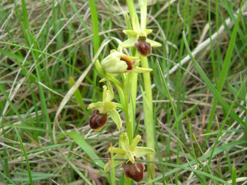 Ophrys sphegodes